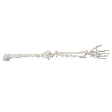 Levensgroot bovenste extremiteit skeletmodel